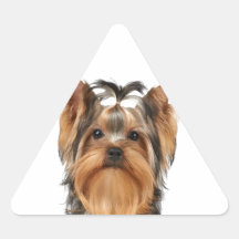 Welpe der Yorkshire Terrier