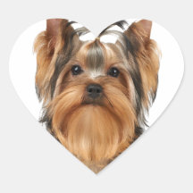 Welpe der Yorkshire Terrier