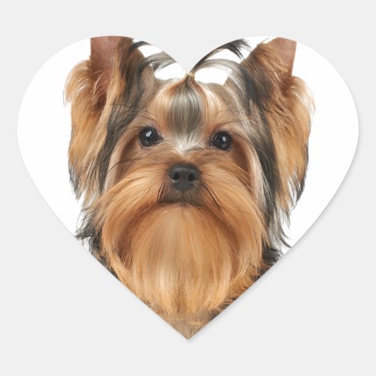 Welpe der Yorkshire Terrier Herz-Aufkleber (Vorderseite)