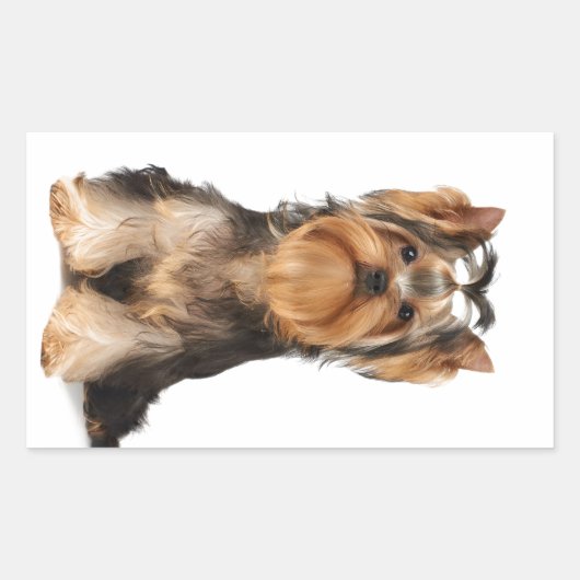 Welpe der Yorkshire Terrier Rechteckiger Aufkleber (Vorderseite)