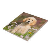 Welpe des goldenen Retrievers ein niedliches Fliese (Seite)
