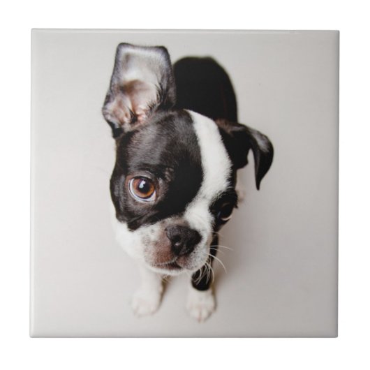 Welpe Edison Boston Terrier Fliese (Vorderseite)