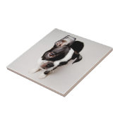 Welpe Edison Boston Terrier Fliese (Seite)