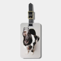 Welpe Edison Boston Terrier