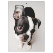 Welpe Edison Boston Terrier Klemmbrett (Rückseite)