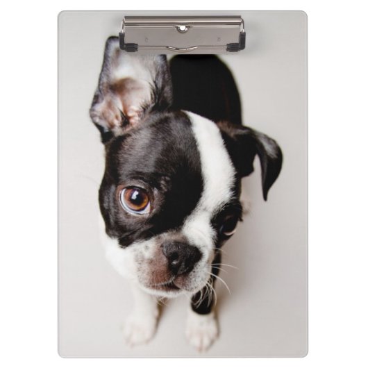 Welpe Edison Boston Terrier Klemmbrett (Vorderseite)