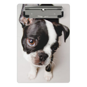 Welpe Edison Boston Terrier Mini Klemmbrett