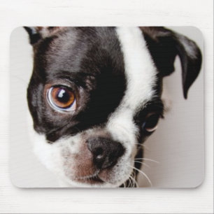 Welpe Edison Boston Terrier Mousepad