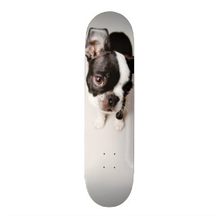 Welpe Edison Boston Terrier Skateboard