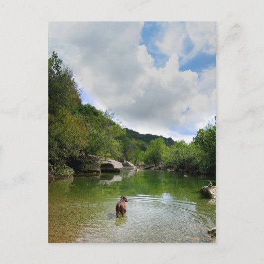 Welpe Exploration Barton Creek - Austin Texas Postkarte (Vorderseite)
