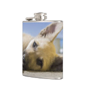 Welpe Flachmann (Links)