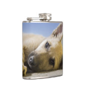 Welpe Flachmann (Rechts)