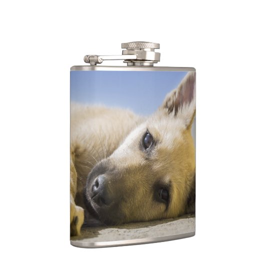 Welpe Flachmann (Rechts)