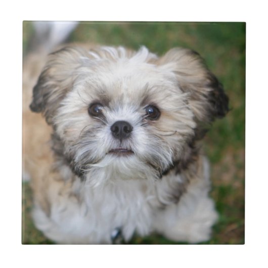 Welpe Fliese (Vorderseite)