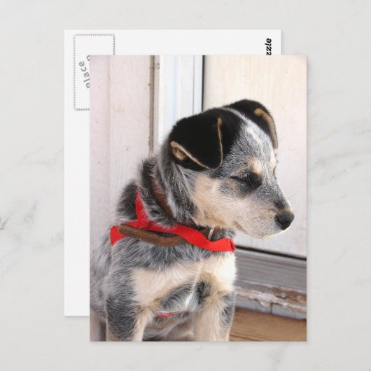 Welpe gepoolt postkarte (Vorne/Hinten)