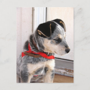 Welpe gepoolt postkarte