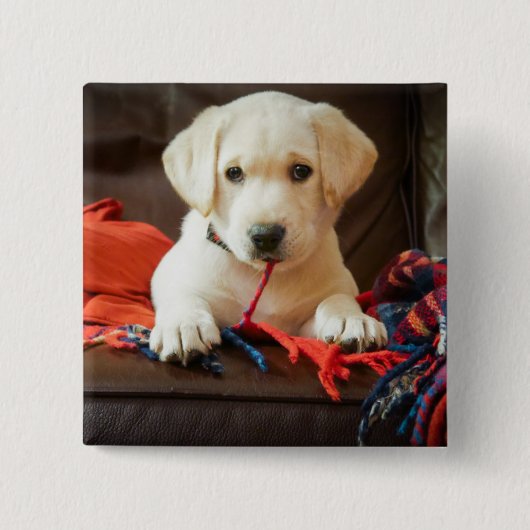 Welpe Getty Bild-| auf einem Sofa Button (Vorderseite)