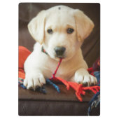 Welpe Getty Bild-| auf einem Sofa Klemmbrett (Rückseite)