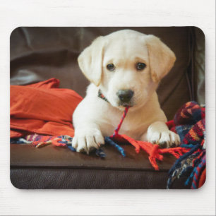 Welpe Getty Bild- auf einem Sofa Mousepad