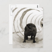 Welpe Hintern Postkarte (Vorne/Hinten)