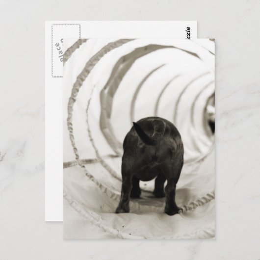 Welpe Hintern Postkarte (Vorne/Hinten)