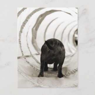 Welpe Hintern Postkarte