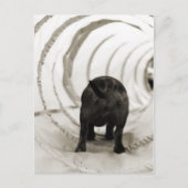 Welpe Hintern Postkarte (Vorderseite)