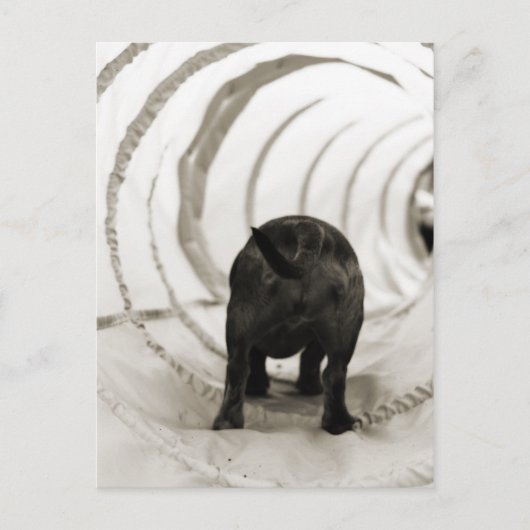 Welpe Hintern Postkarte (Vorderseite)