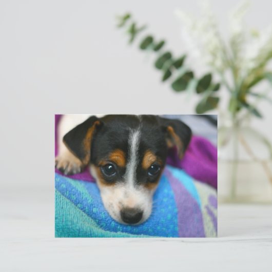 Welpe Hunde Augen Postkarte (Stehend Vorderseite)