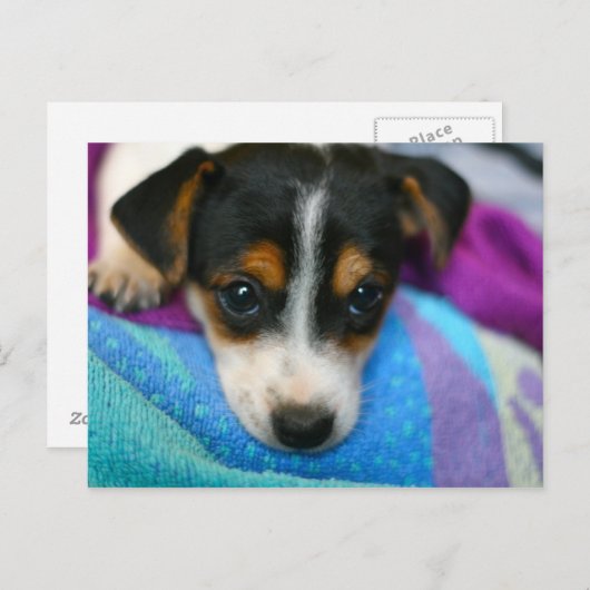 Welpe Hunde Augen Postkarte (Vorne/Hinten)