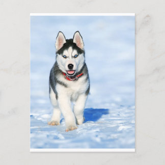 Welpe Husky in Wintery Landschaft Feiertagspostkarte