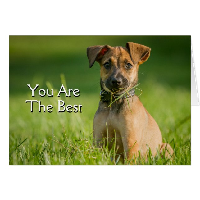 Welpe im Gras (Vorderseite (Horizontal))