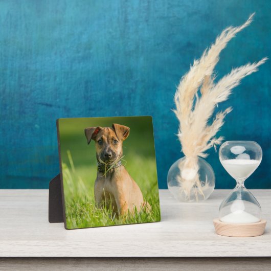 Welpe im Gras Fotoplatte (InSitu)