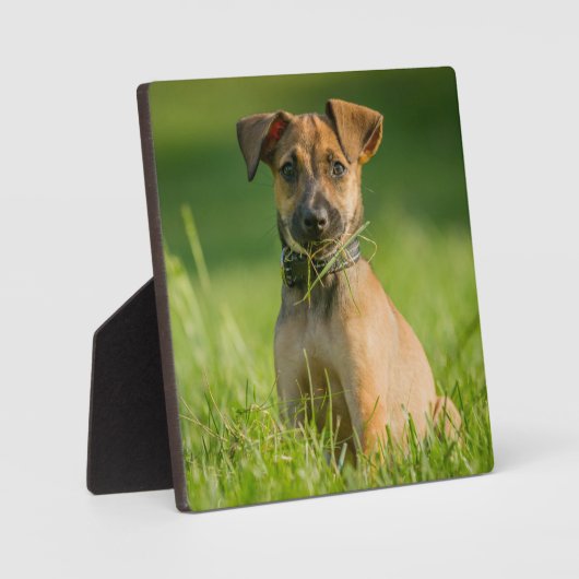 Welpe im Gras Fotoplatte (Vorderseite)