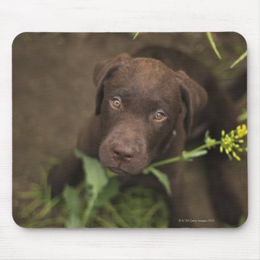 Welpe im Gras Mousepad (Vorne)