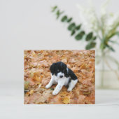 Welpe im Herbst Postkarte (Stehend Vorderseite)