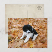 Welpe im Herbst Postkarte (Vorne/Hinten)