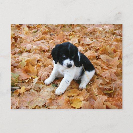 Welpe im Herbst Postkarte (Vorderseite)