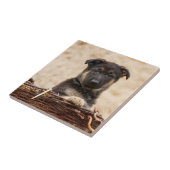 Welpe in Basket Fliese (Seite)