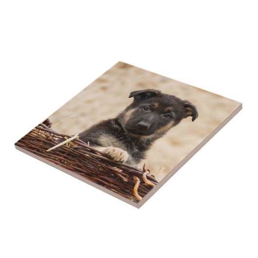 Welpe in Basket Fliese (Seite)