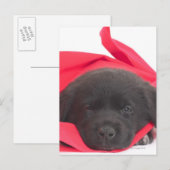 Welpe in Decke Postkarte (Vorne/Hinten)