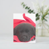 Welpe in Decke Postkarte (Stehend Vorderseite)