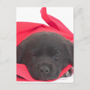 Welpe in Decke Postkarte