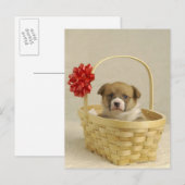 Welpe in einem Korb Postkarte (Vorne/Hinten)