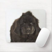 Welpe in Neufundland, Studio-Aufnahme Mousepad (Mit Mouse)