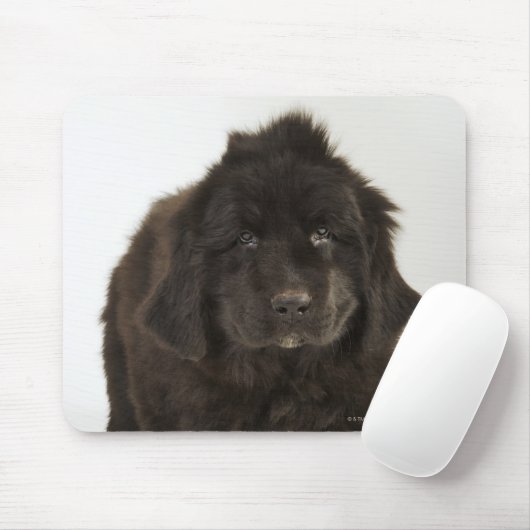 Welpe in Neufundland, Studio-Aufnahme Mousepad (Mit Mouse)