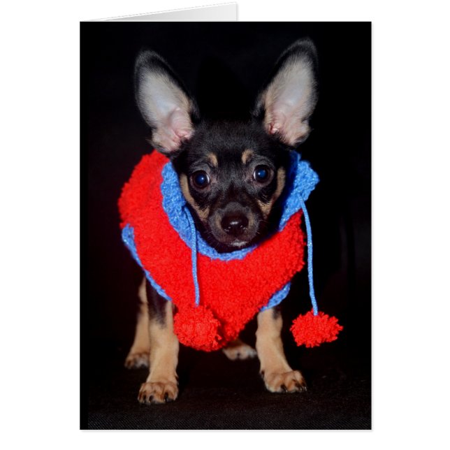 Welpe in Wooly Sweater (Vorne)