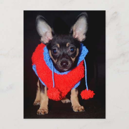 Welpe in Wooly Sweater Postkarte (Vorderseite)