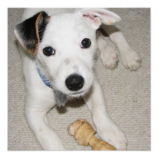 Welpe Jack Russell Terrier Poster (Vorderseite)