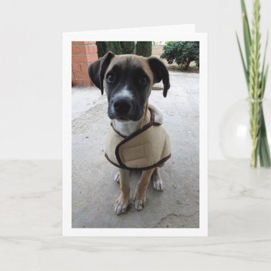 Welpe Karte (Vorderseite)